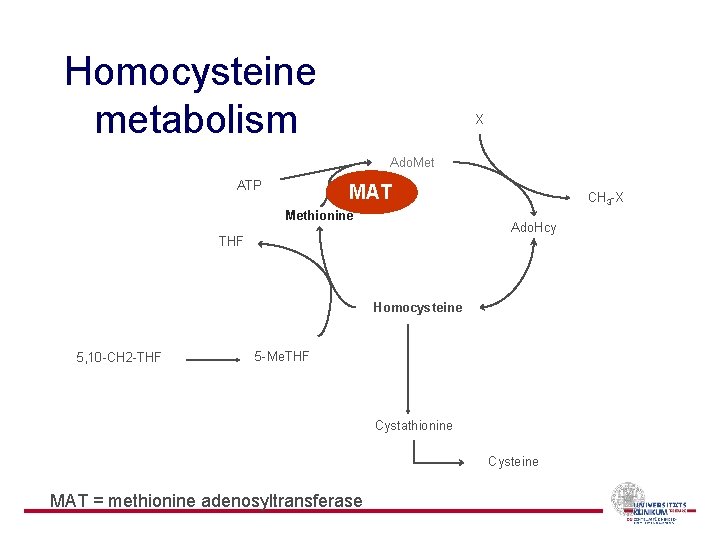 Homocysteine metabolism X Ado. Met ATP MAT Methionine CH 3 -X Ado. Hcy THF