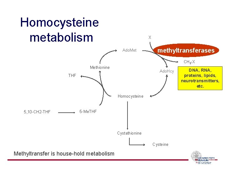 Homocysteine metabolism X Ado. Met methyltransferases CH 3 -X Methionine Ado. Hcy THF Homocysteine