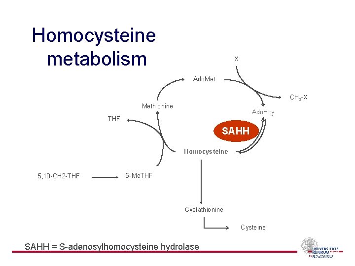 Homocysteine metabolism X Ado. Met CH 3 -X Methionine Ado. Hcy THF SAHH Homocysteine