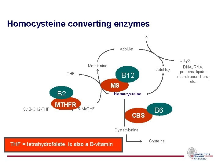 Homocysteine converting enzymes X Ado. Met CH 3 -X Methionine B 12 THF Ado.