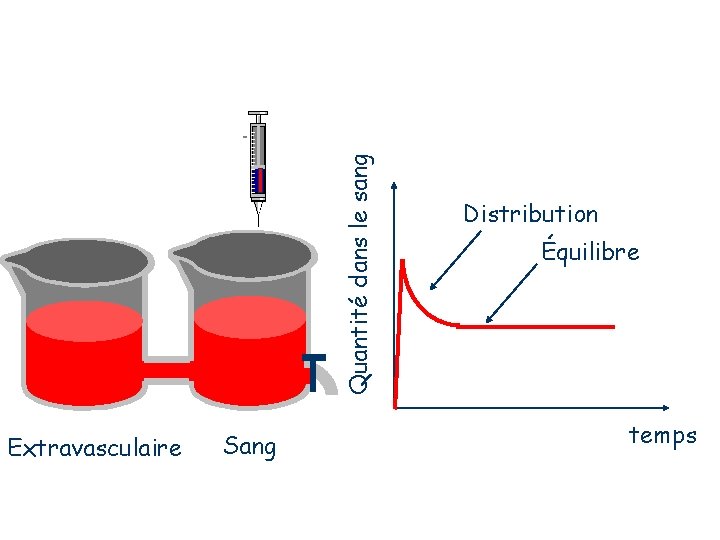 Quantité dans le sang Extravasculaire Sang Distribution Équilibre temps 