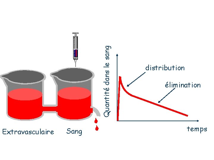 Quantité dans le sang Extravasculaire Sang distribution élimination temps 