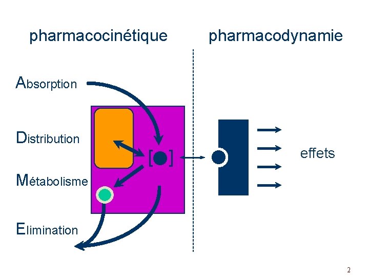 pharmacocinétique pharmacodynamie Absorption Distribution [ ] effets Métabolisme Elimination 2 