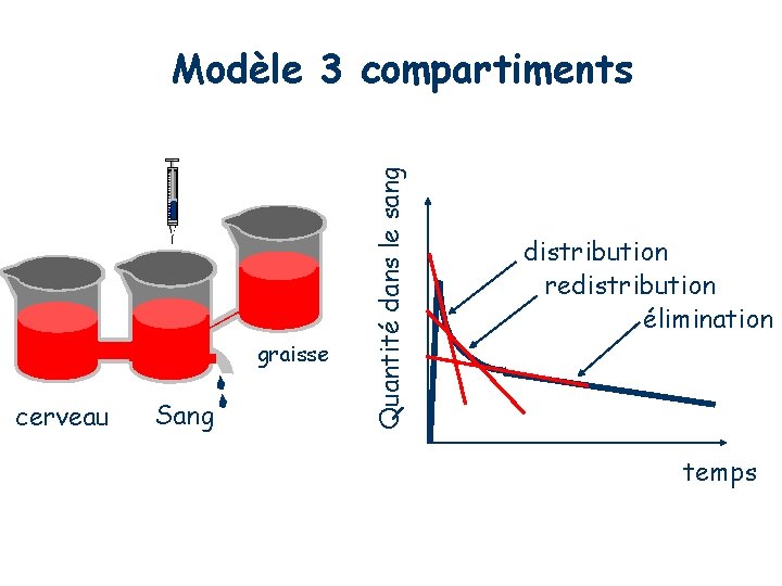 graisse cerveau Sang Quantité dans le sang Modèle 3 compartiments distribution redistribution élimination temps