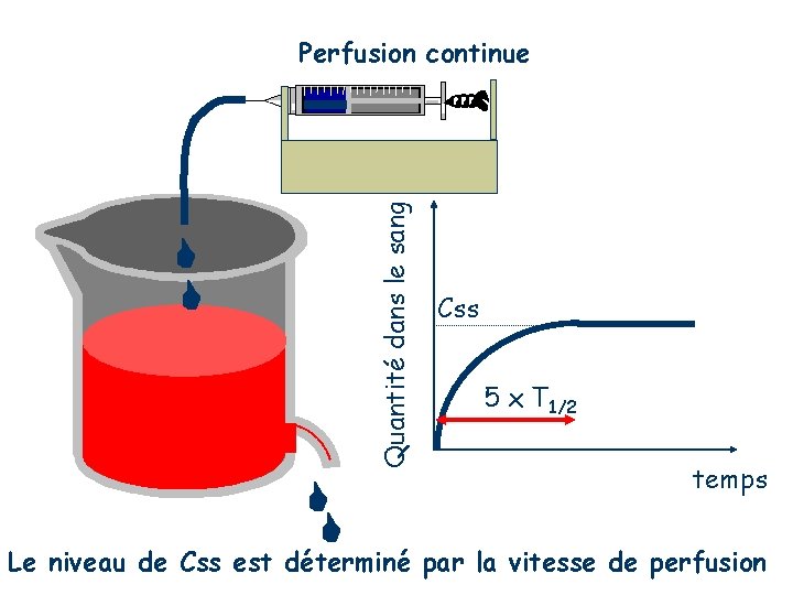 Quantité dans le sang Perfusion continue Css 5 x T 1/2 temps Le niveau