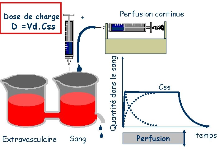 Dose de charge Quantité dans le sang D =Vd. Css Perfusion continue + Extravasculaire