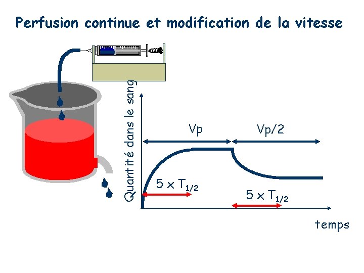 Quantité dans le sang Perfusion continue et modification de la vitesse Vp 5 x