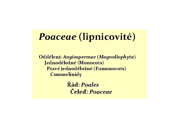 Poaceae (lipnicovité) Oddělení: Angiospermae (Magnoliophyta) Jednoděložné (Monocots) Pravé jednoděložné (Eumonocots) Commelinidy Řád: Poales Čeleď: