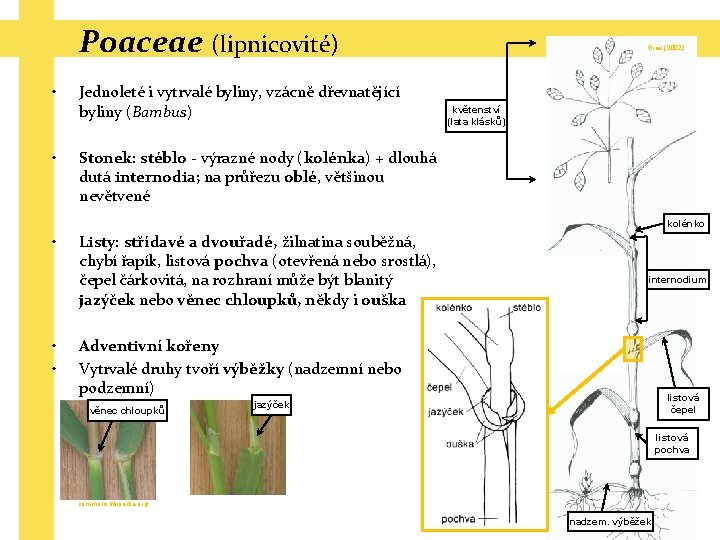Poaceae (lipnicovité) • • Jednoleté i vytrvalé byliny, vzácně dřevnatějící byliny (Bambus) Grau (2002)