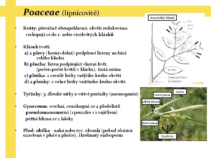 Poaceae (lipnicovité) • Květy: převážně oboupohlavné, okvětí redukováno, seskupují se do 1 - nebo