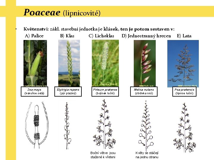 Poaceae (lipnicovité) • Květenství: zákl. stavební jednotka je klásek, ten je potom sestaven v:
