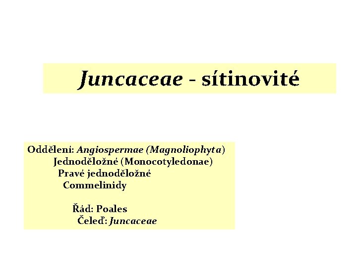 Juncaceae - sítinovité Oddělení: Angiospermae (Magnoliophyta) Jednoděložné (Monocotyledonae) Pravé jednoděložné Commelinidy Řád: Poales Čeleď: