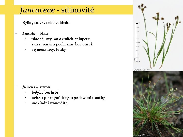 Juncaceae - sítinovité Byliny trávovitého vzhledu • Luzula – bika • ploché listy, na