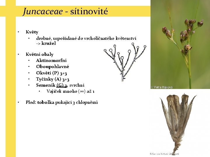 Juncaceae - sítinovité • Květy • drobné, uspořádané do vrcholičnatého květenství -> kružel •