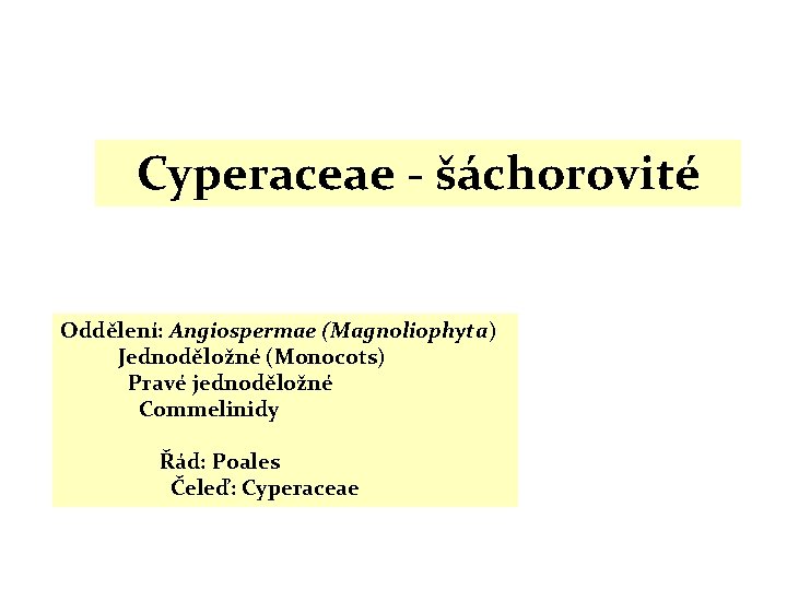 Cyperaceae - šáchorovité Oddělení: Angiospermae (Magnoliophyta) Jednoděložné (Monocots) Pravé jednoděložné Commelinidy Řád: Poales Čeleď: