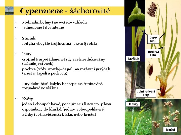 Cyperaceae - šáchorovité • • Mokřadní byliny trávovitého vzhledu Jednodomé i dvoudomé • Stonek