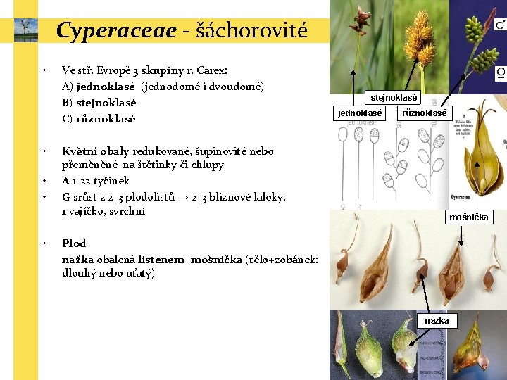 Cyperaceae - šáchorovité • • • Ve stř. Evropě 3 skupiny r. Carex: A)