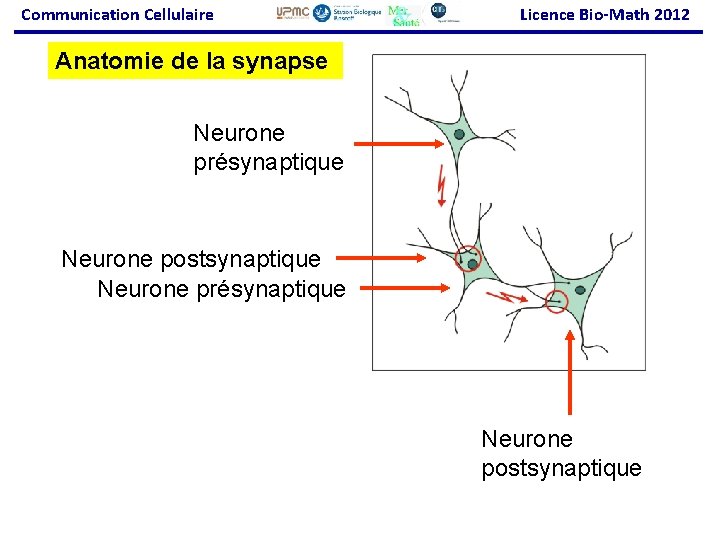 Communication Cellulaire Licence Bio-Math 2012 Anatomie de la synapse Neurone présynaptique Neurone postsynaptique 