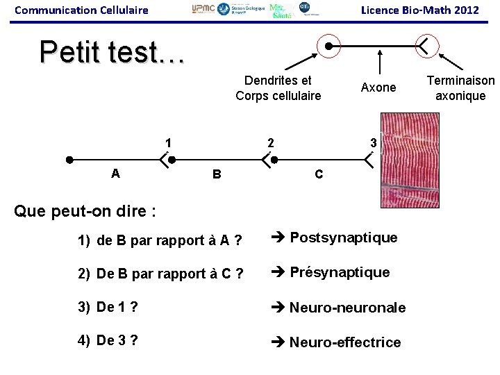 Communication Cellulaire Licence Bio-Math 2012 Petit test… Dendrites et Corps cellulaire 1 A 2