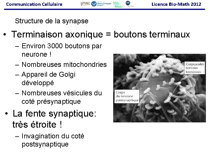 Communication Cellulaire Licence Bio-Math 2012 Structure de la synapse • Terminaison axonique = boutons