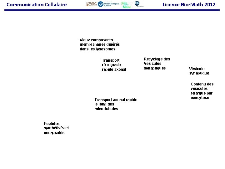 Communication Cellulaire Licence Bio-Math 2012 Vieux composants membranaires digérés dans les lysosomes Transport rétrograde