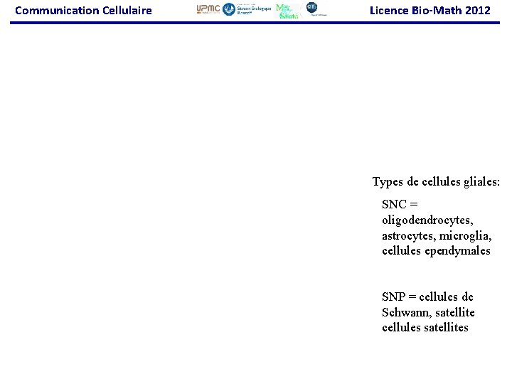 Communication Cellulaire Licence Bio-Math 2012 Types de cellules gliales: SNC = oligodendrocytes, astrocytes, microglia,
