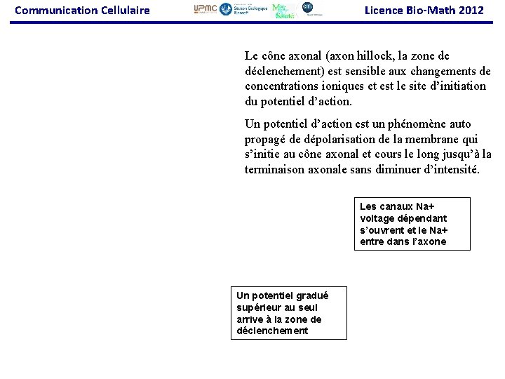 Communication Cellulaire Licence Bio-Math 2012 Le cône axonal (axon hillock, la zone de déclenchement)