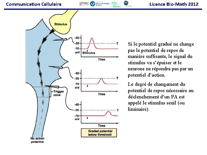 Communication Cellulaire Licence Bio-Math 2012 Si le potentiel gradué ne change pas le potentiel