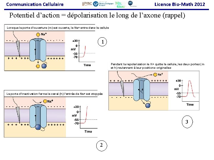 Communication Cellulaire Licence Bio-Math 2012 Potentiel d’action = dépolarisation le long de l’axone (rappel)