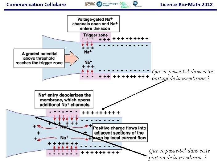 Communication Cellulaire Licence Bio-Math 2012 Que se passe-t-il dans cette portion de la membrane