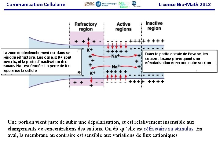 Communication Cellulaire La zone de déclenchement est dans sa période réfractaire. Les canaux K+