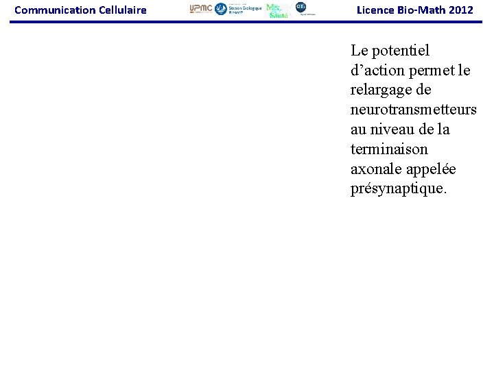 Communication Cellulaire Licence Bio-Math 2012 Le potentiel d’action permet le relargage de neurotransmetteurs au