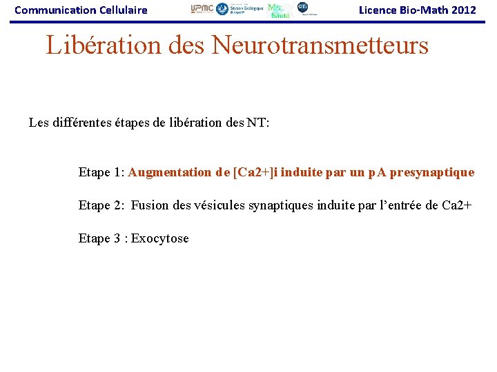 Communication Cellulaire Licence Bio-Math 2012 Libération des Neurotransmetteurs Les différentes étapes de libération des