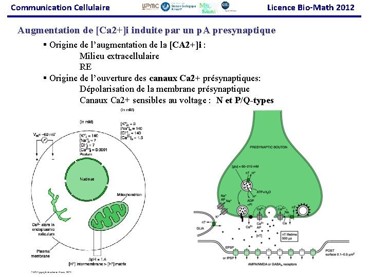 Communication Cellulaire Licence Bio-Math 2012 Augmentation de [Ca 2+]i induite par un p. A