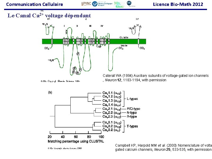 Communication Cellulaire Licence Bio-Math 2012 Le Canal Ca 2+ voltage dépendant Caterall WA (1994)