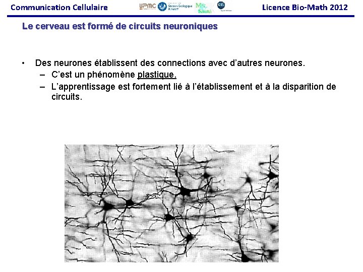 Communication Cellulaire Licence Bio-Math 2012 Le cerveau est formé de circuits neuroniques • Des