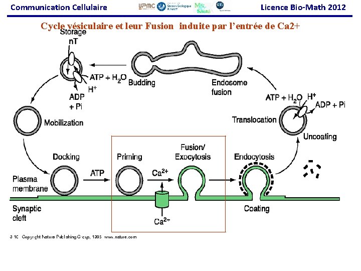 Communication Cellulaire Licence Bio-Math 2012 Cycle vésiculaire et leur Fusion induite par l’entrée de