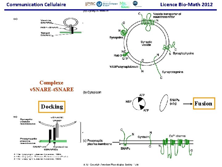 Communication Cellulaire Licence Bio-Math 2012 Complexe v. SNARE-t. SNARE Docking Fusion 