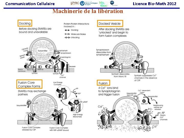 Communication Cellulaire Machinerie de la libération Licence Bio-Math 2012 