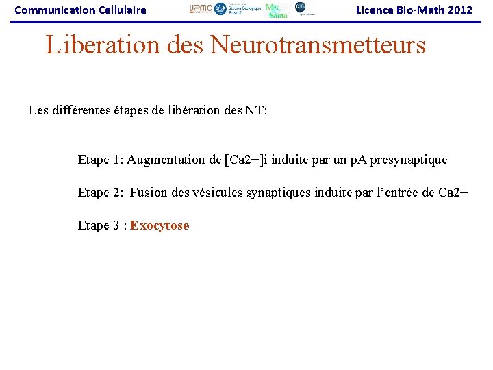 Communication Cellulaire Licence Bio-Math 2012 Liberation des Neurotransmetteurs Les différentes étapes de libération des