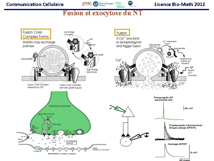 Communication Cellulaire Fusion et exocytose du NT Licence Bio-Math 2012 