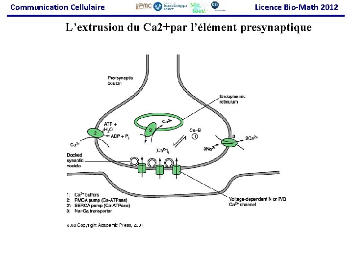 Communication Cellulaire Licence Bio-Math 2012 L’extrusion du Ca 2+par l’élément presynaptique 