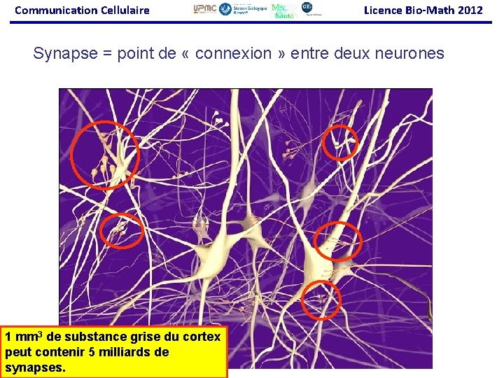 Communication Cellulaire Licence Bio-Math 2012 Synapse = point de « connexion » entre deux