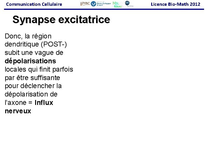 Communication Cellulaire Synapse excitatrice Donc, la région dendritique (POST-) subit une vague de dépolarisations