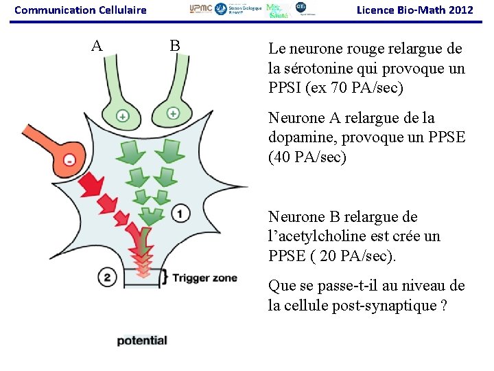 Communication Cellulaire A Licence Bio-Math 2012 B Le neurone rouge relargue de la sérotonine