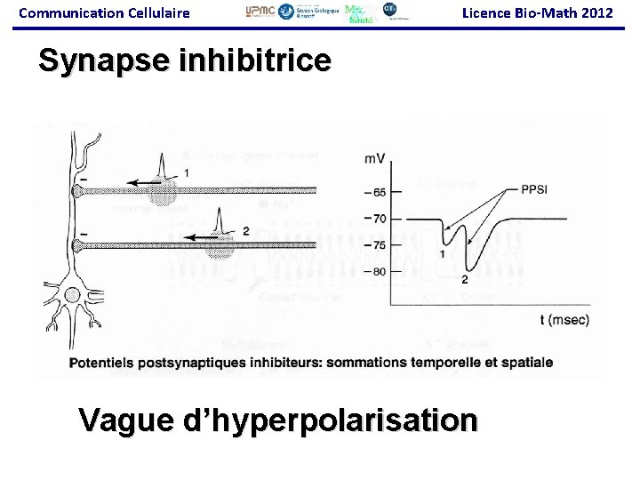 Communication Cellulaire Licence Bio-Math 2012 Synapse inhibitrice Vague d’hyperpolarisation 