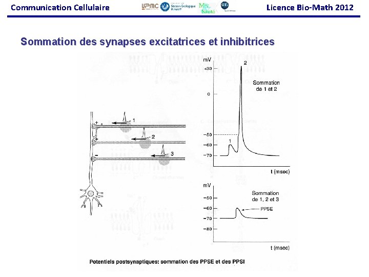 Communication Cellulaire Licence Bio-Math 2012 Sommation des synapses excitatrices et inhibitrices 