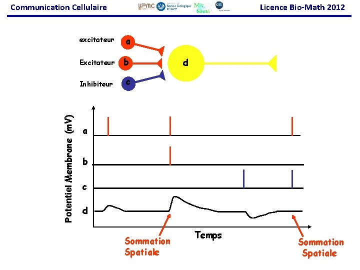 Potentiel Membrane (m. V) Communication Cellulaire Licence Bio-Math 2012 excitateur a Excitateur b Inhibiteur