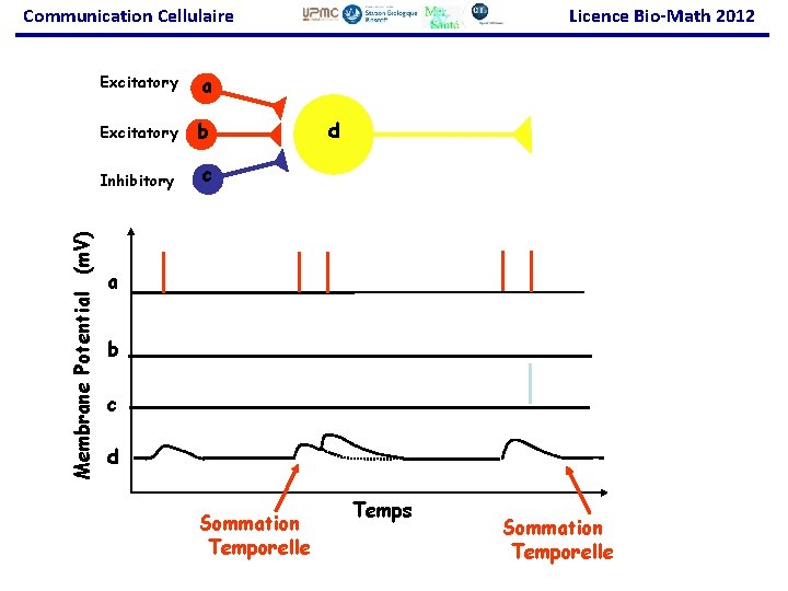 Membrane Potential (m. V) Communication Cellulaire Excitatory a Excitatory b Inhibitory c Licence Bio-Math