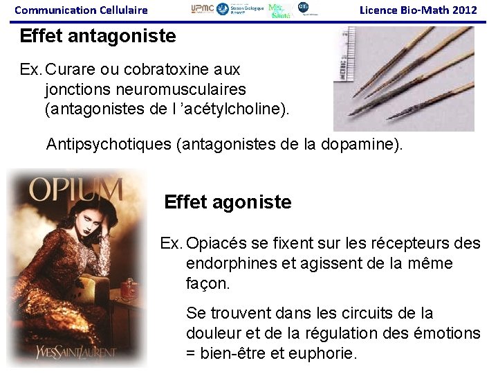 Communication Cellulaire Licence Bio-Math 2012 Effet antagoniste Ex. Curare ou cobratoxine aux jonctions neuromusculaires